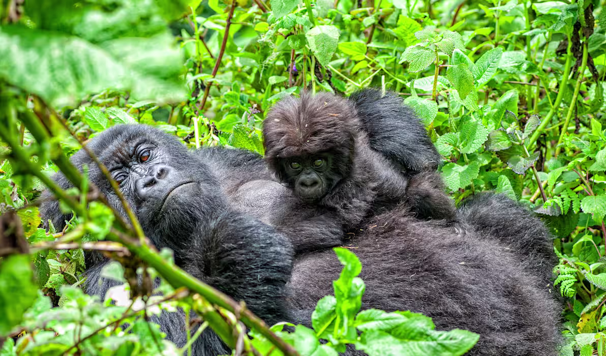 Gorillas, Serengeti & Beach Adventure