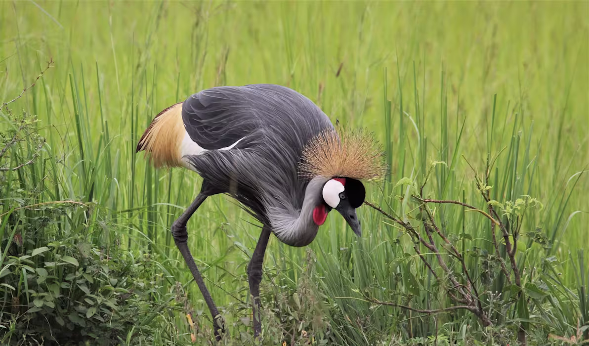 Uganda Highlights